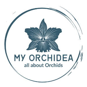 Онлайн магазин за орхидеи и цветя MyOrchidea