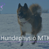 Hundephysiotherapie MTK