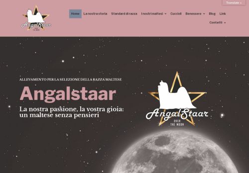 Allevamento Maltese - AngalStaar Kennel