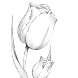 www.tulipapartspamporovo.com