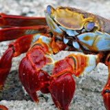 Crab's Claw Oceanfront Caribbean Seafood Restaurant