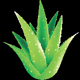 www.center-aloevera.si
